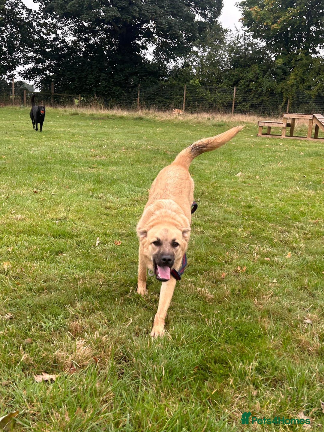 Mixed Breed dogs for adoption: Luanna - Norwich Norfolk  - Image 3