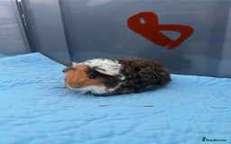 Guinea Pig rodents for sale: Baby guinea pigs  - Image 4