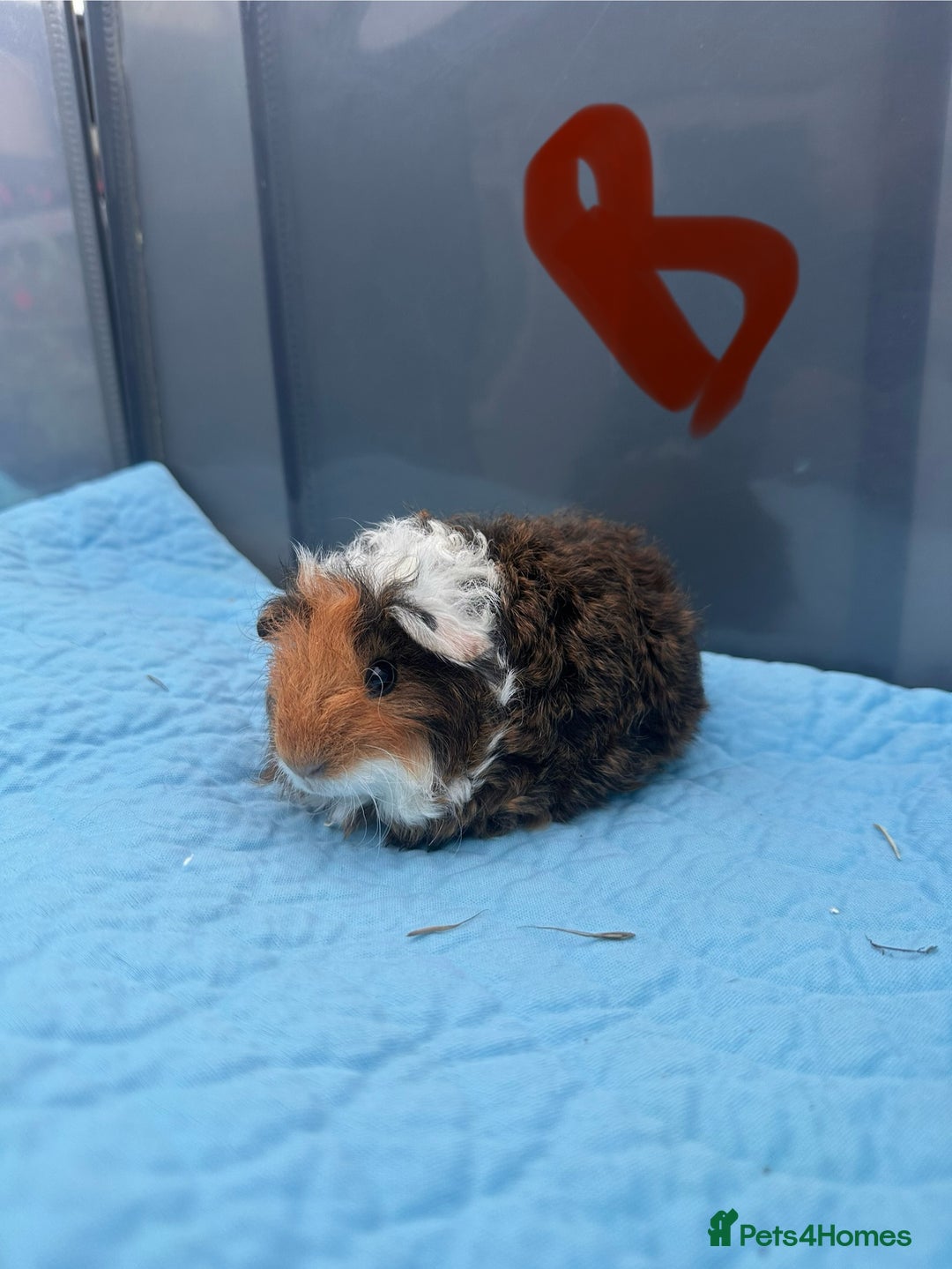 Guinea Pig rodents for sale: Baby guinea pigs  - Image 4