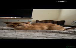Burmese cats for sale: Cookie - Image 2