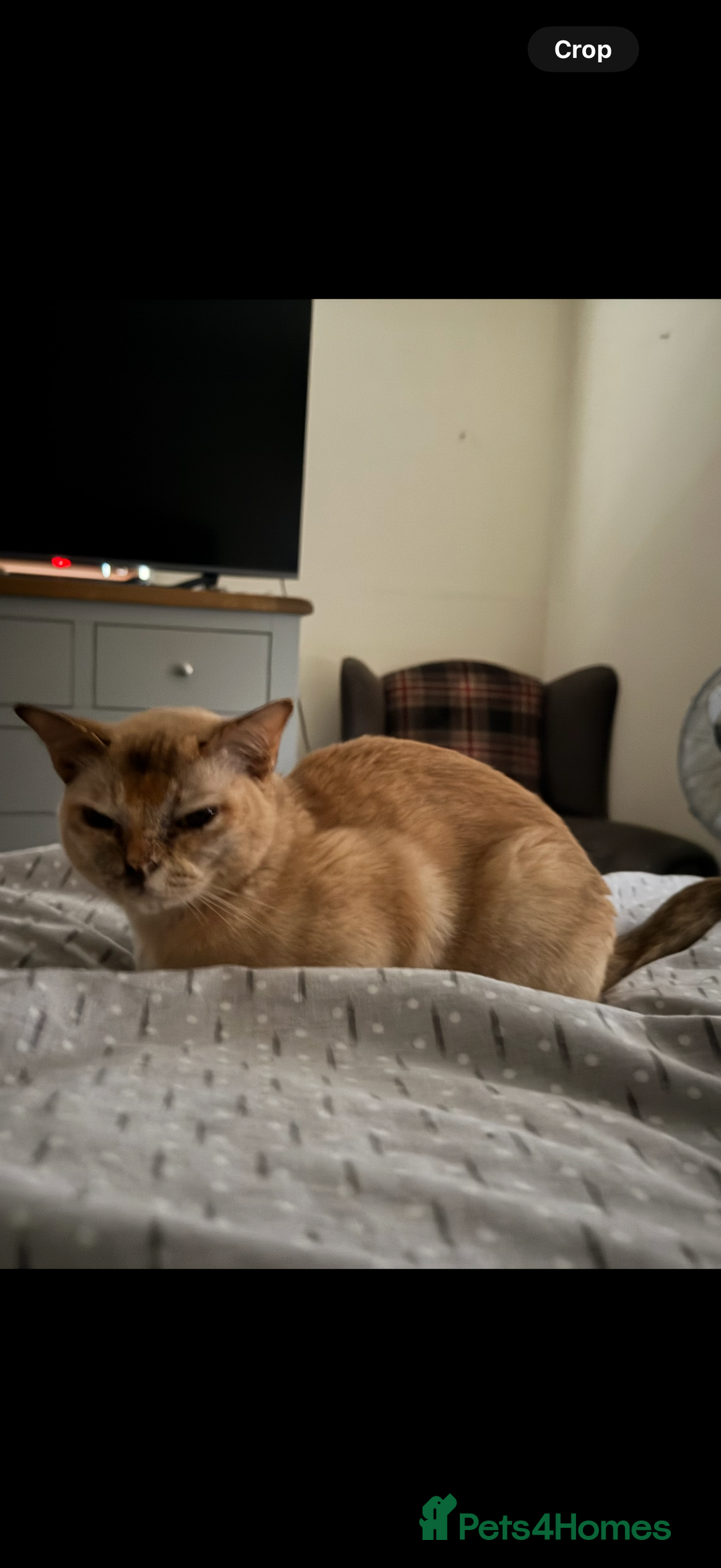 Burmese cats for sale: Cookie - Image 2
