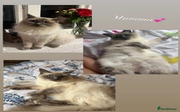 Ragdoll cats for sale: Ragdoll Kittens  - Image 3
