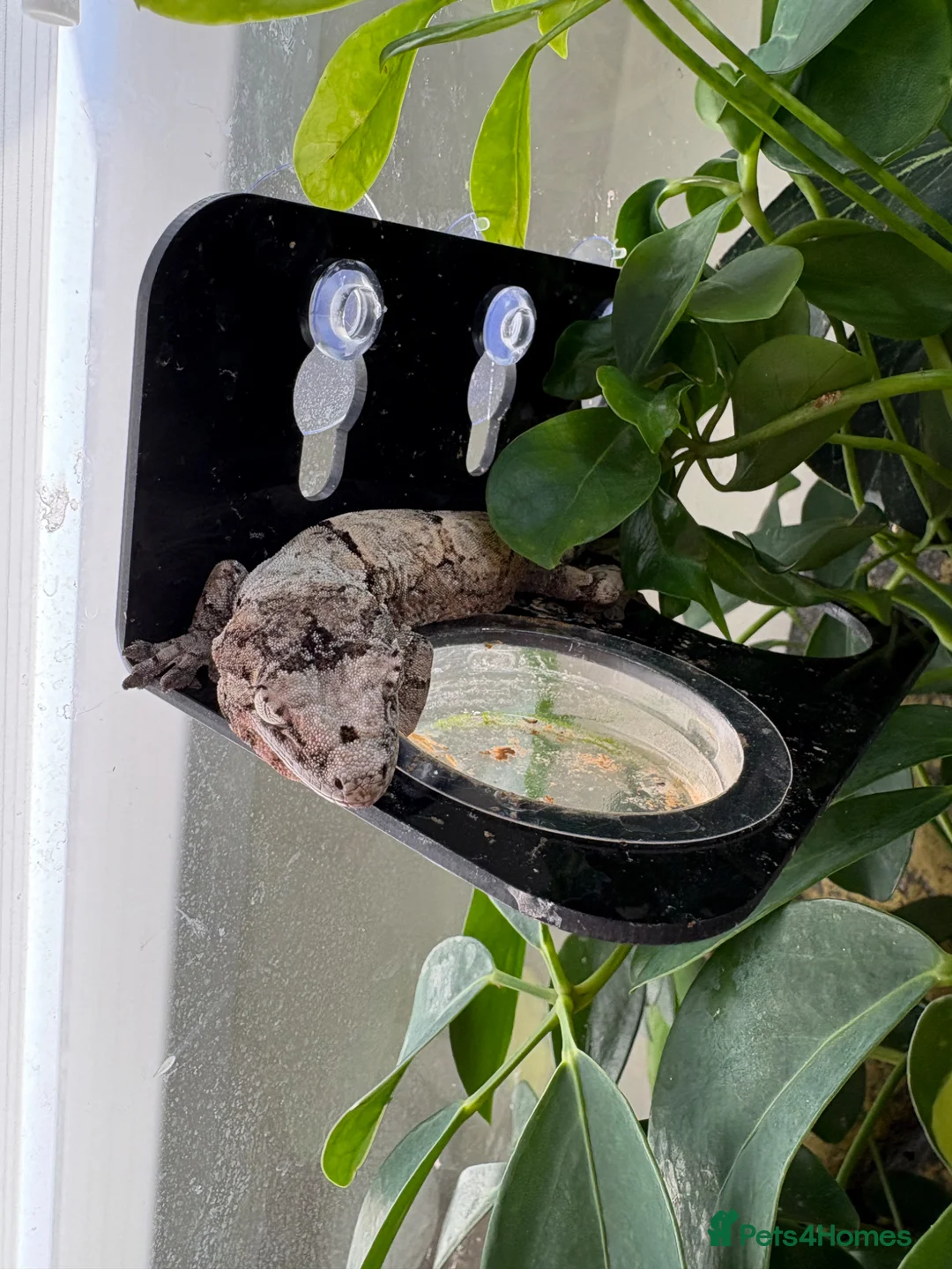 Gecko reptiles for sale: Mniarogekko chahoua full set up  - Advert 2