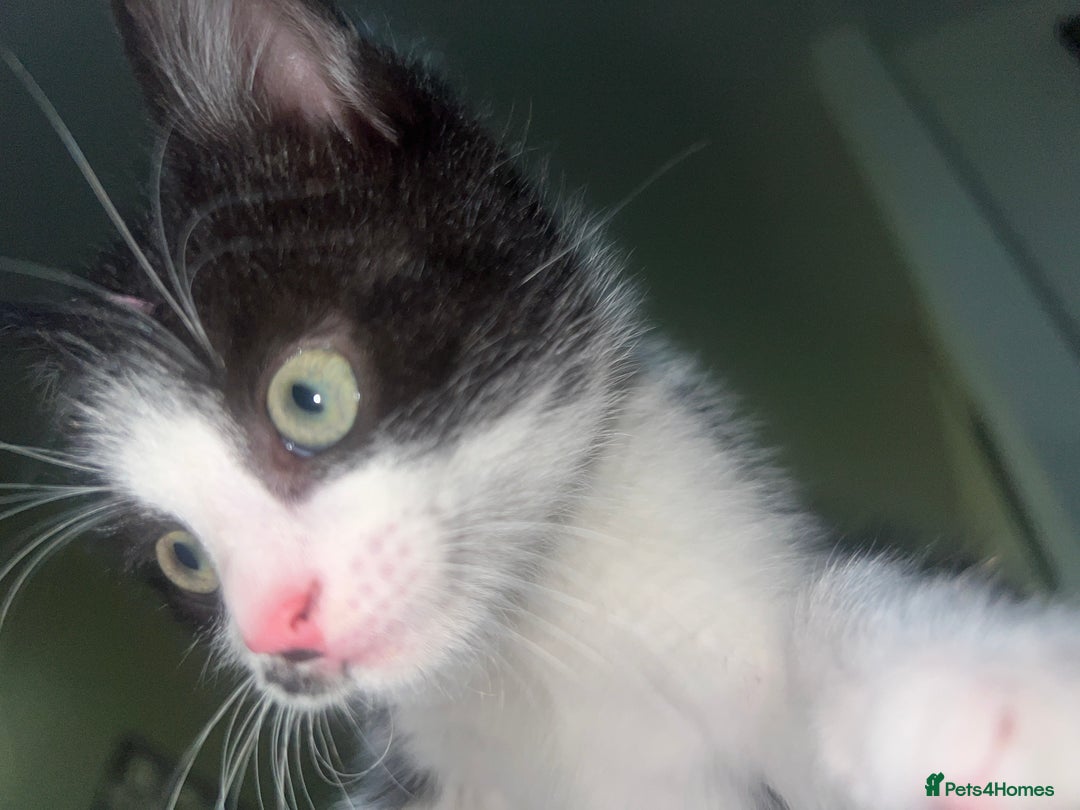 British Shorthair cats for sale: 11 Week Old Male Kitten Black & White Shorthair - Advert 19