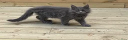 Maine Coon cats for sale: Two blue purebred Maine Coon boys ready - Advert 4