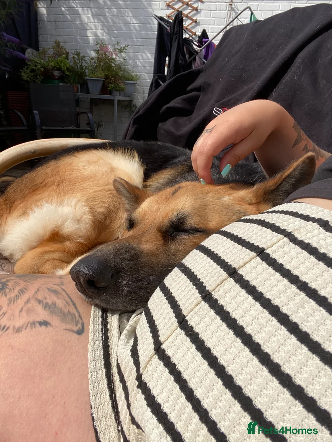 German Shepherd dogs for sale: Yogi  - Advert 2