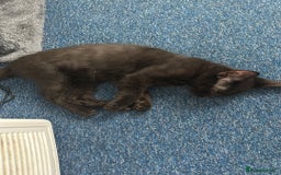 Domestic Shorthair cats for sale: Male cat  - Image 2
