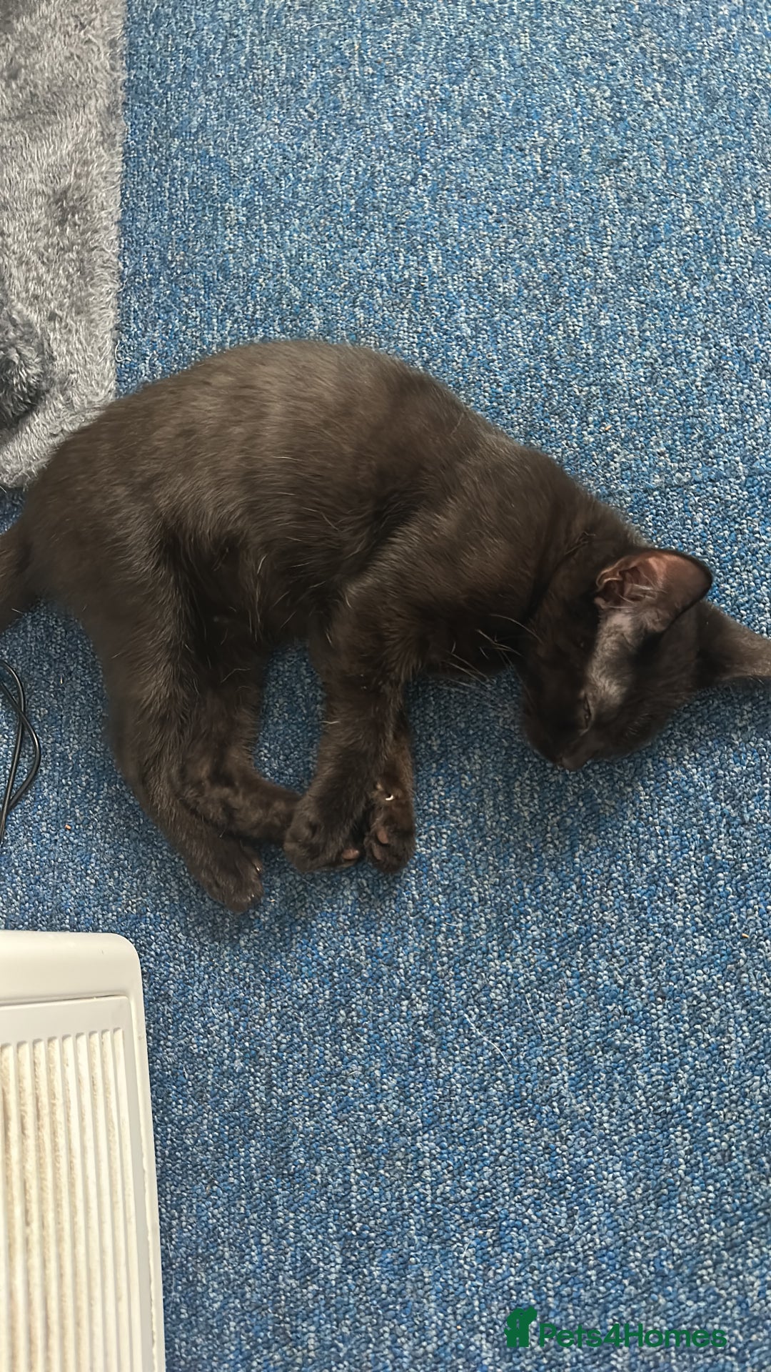 Domestic Shorthair cats for sale: Male cat  - Image 2