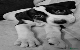 Mixed Breed dogs for sale: Staffy x malonios - Advert 7