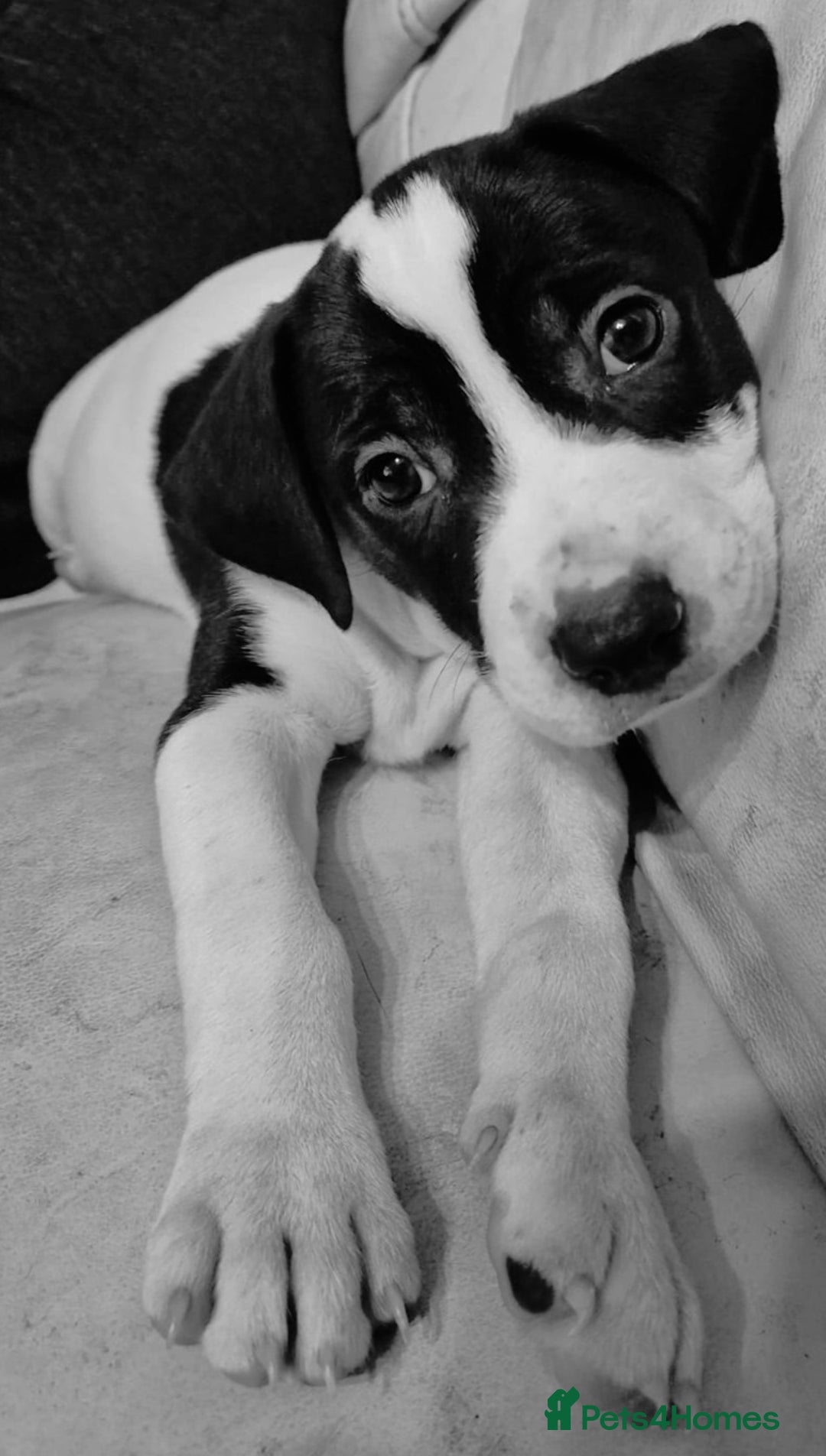 Mixed Breed dogs for sale: Staffy x malonios - Advert 7