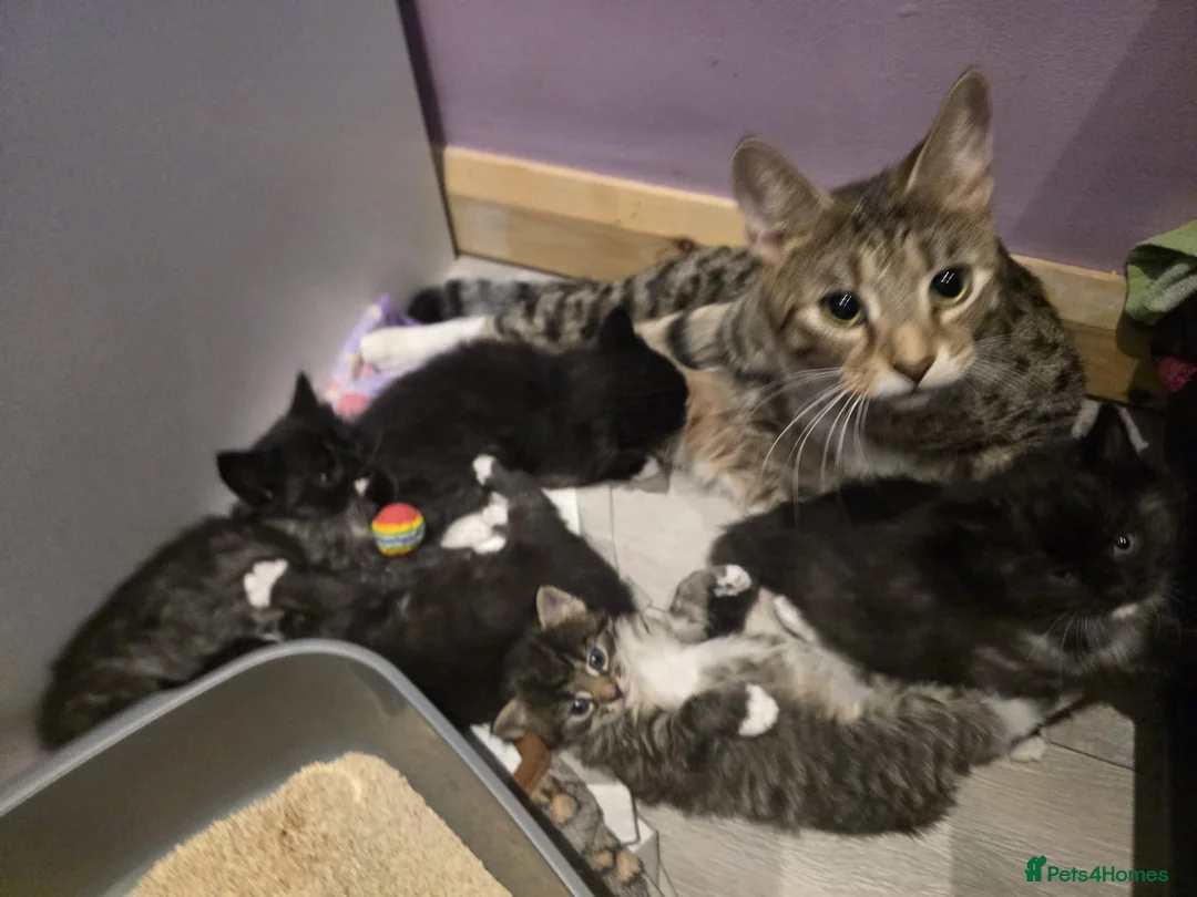 Mixed Breed cats for sale: Raised With Love – Gorgeous Kittens - Advert 4