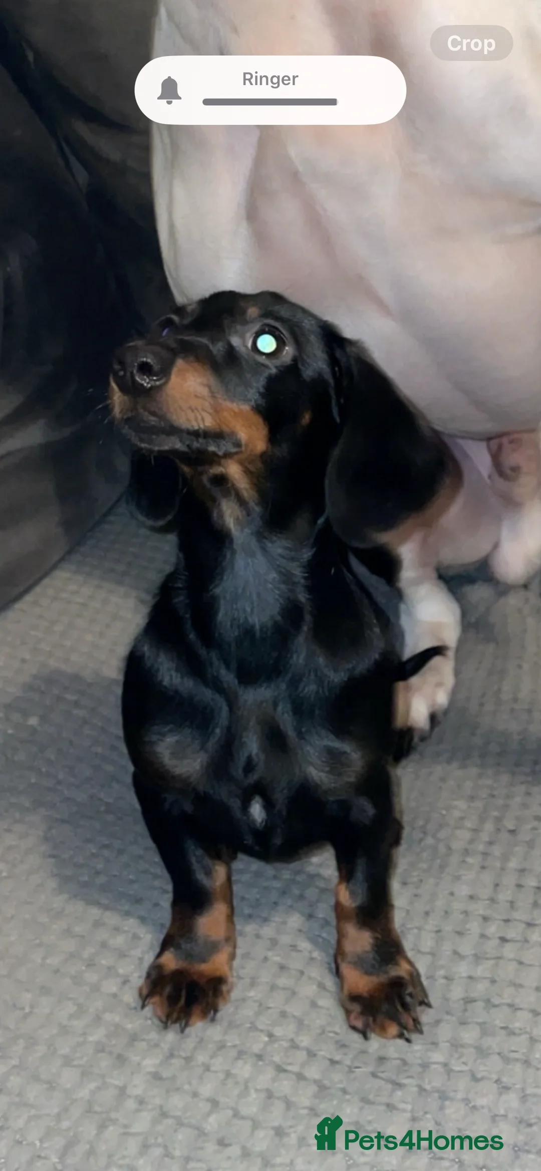 Miniature Dachshund dogs for sale: miniature dashound black n tan  - Advert 4