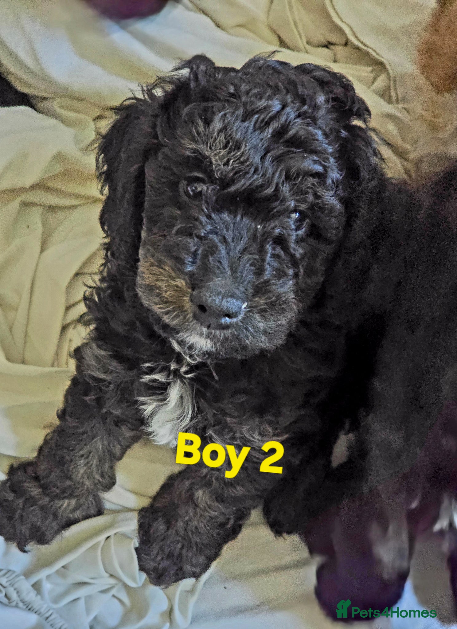 Cockapoo dogs F1b Cockapoos  - Advert 8