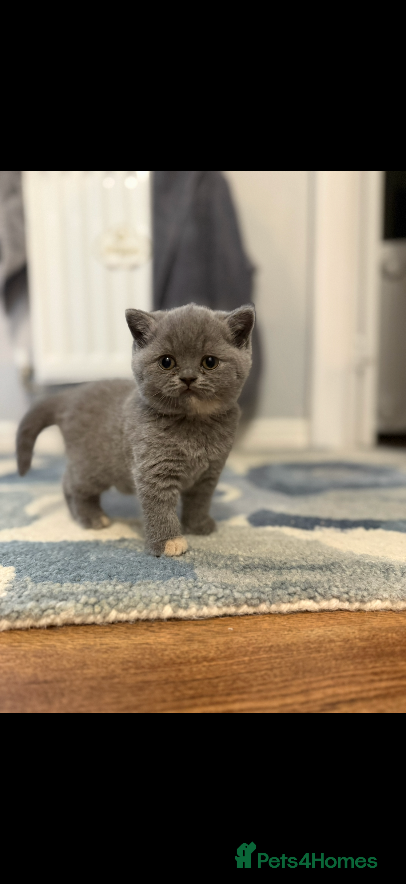 British Shorthair cats Blue Cream BSH Girl Available 🩷 - Advert 1