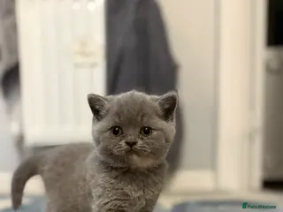 British Shorthair cats Blue Cream BSH Girl Available 🩷 - Advert 1