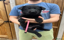 German Shepherd dogs for sale: KC FEMALE GSD PUPPIES - Image 16