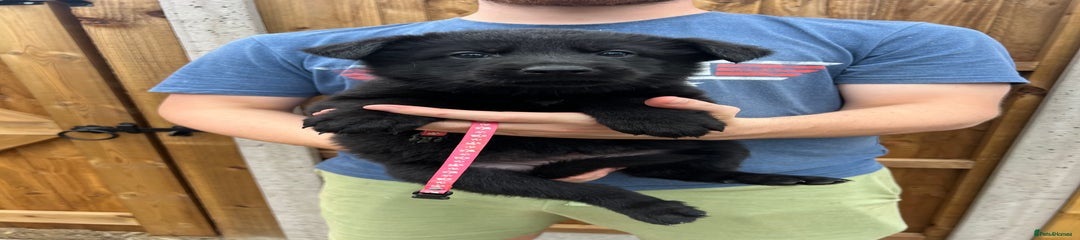 Pink collar - black