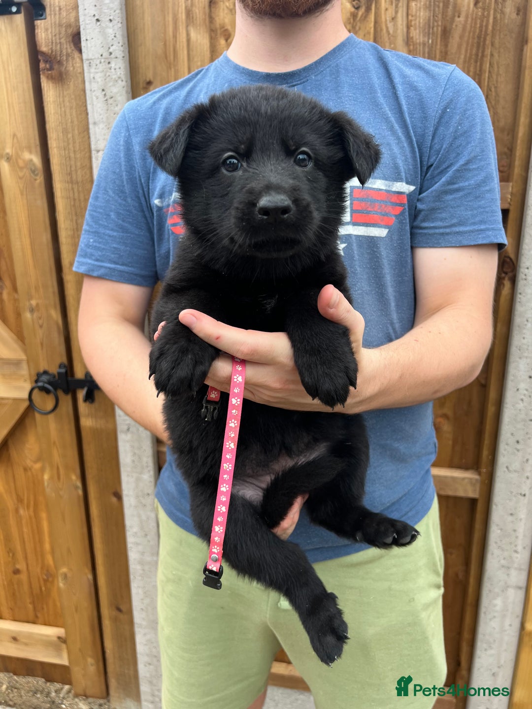 German Shepherd dogs for sale: KC FEMALE GSD PUPPIES - Image 16