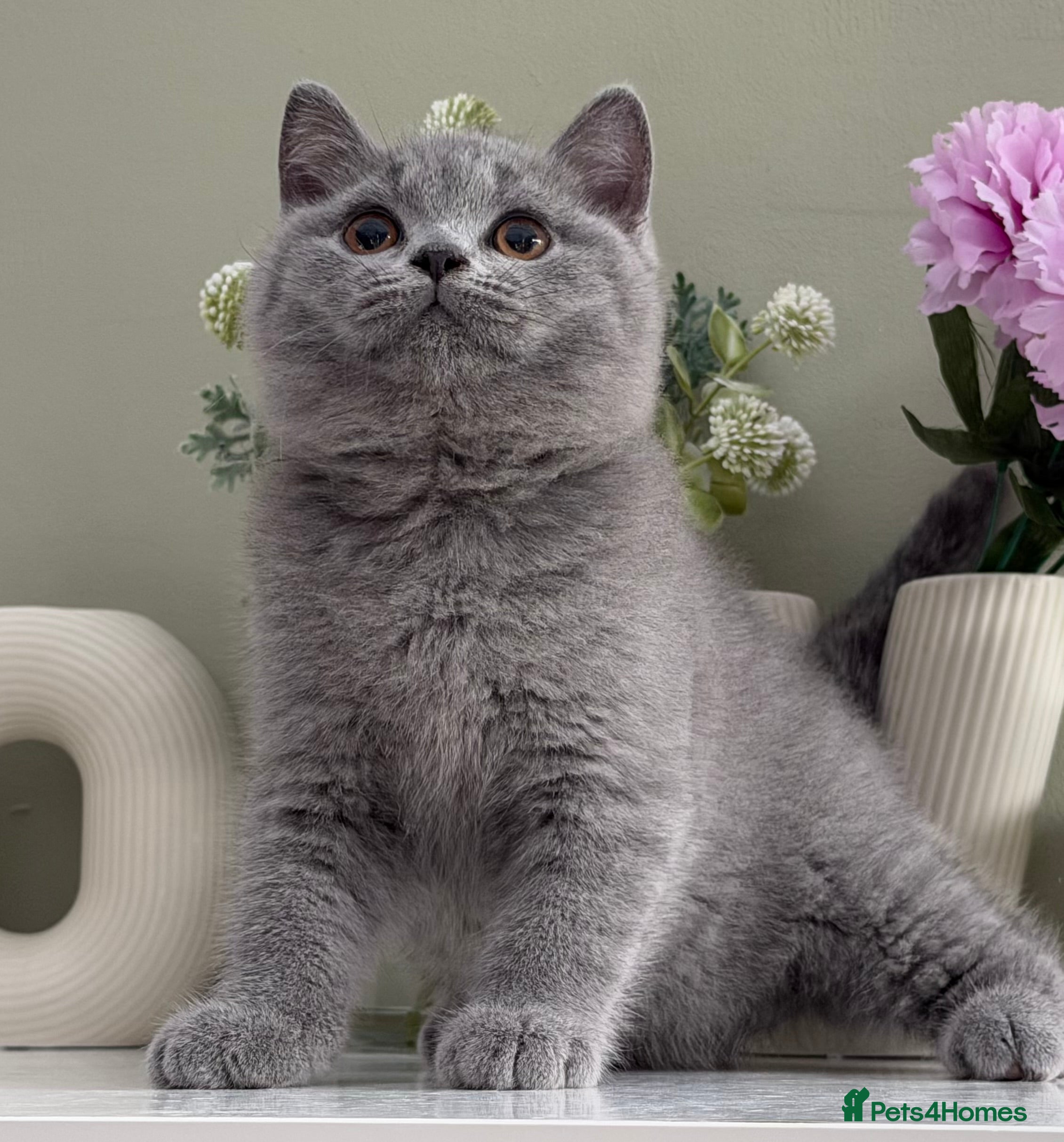 British Shorthair cats Gorgeous Quality British Kittens - Advert 18