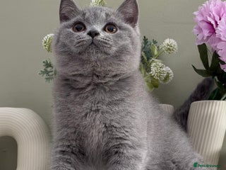 British Shorthair cats Gorgeous Quality British Kittens - Advert 9
