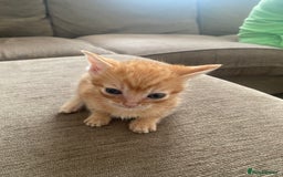 Mixed Breed cats for sale: Mixed breed 7 Kittens, 5 males and 2 female  - Image 6