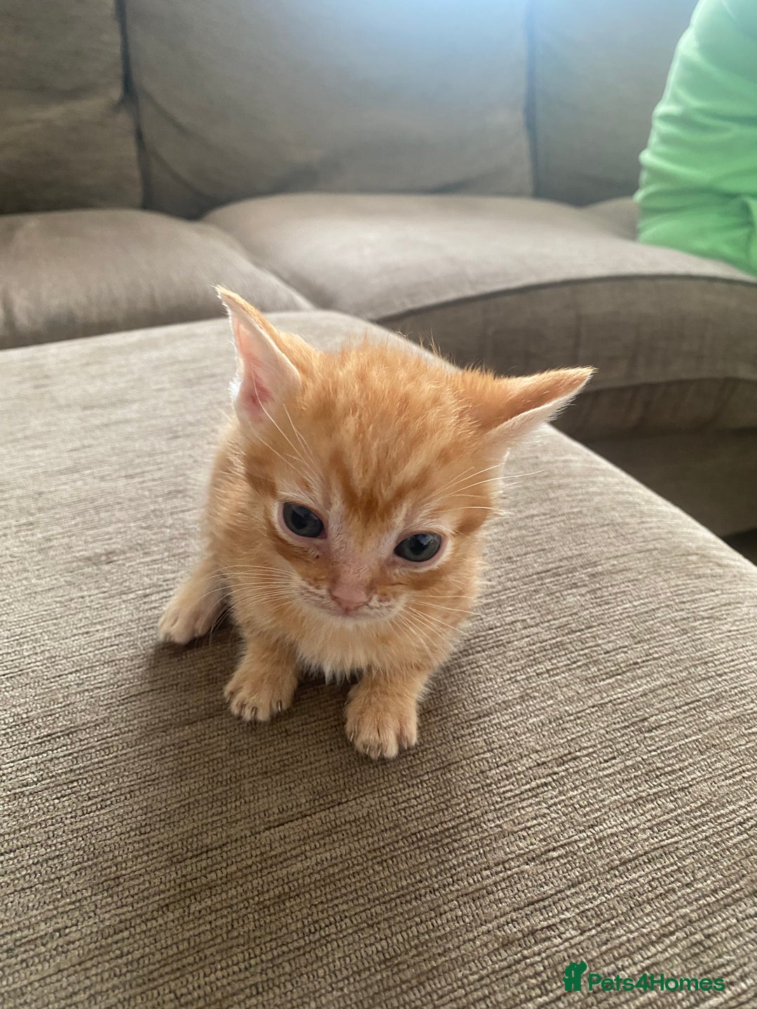 Mixed Breed cats for sale: Mixed breed 7 Kittens, 5 males and 2 female  - Image 6