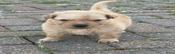 Mixed Breed dogs for sale: German Shepherd cross staff in Leighton Buzzard - Advert 3