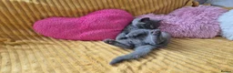 British Shorthair cats for sale:  Ready! GCCF parents with champions in line,BSH  - Advert 34