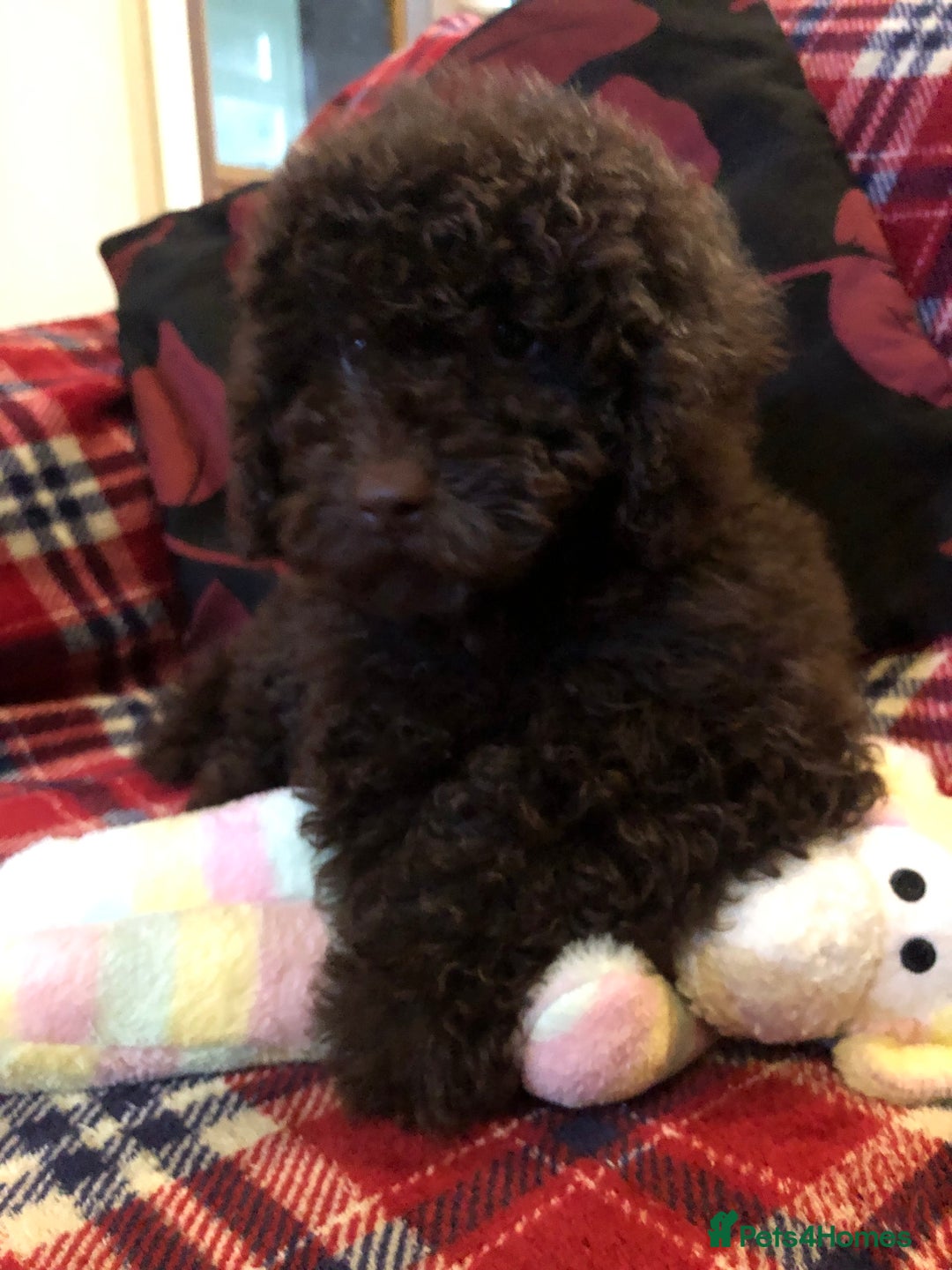 Cockapoo dogs for sale: Cockapoo puppies for sale  - Advert 11