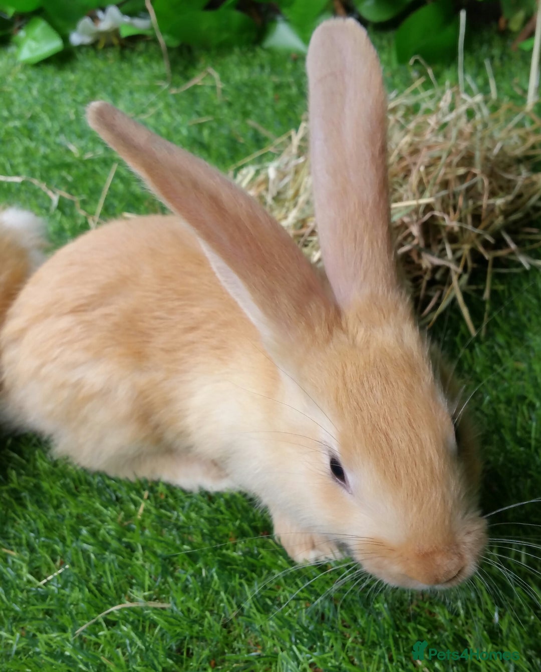 Giant Papillon rabbits for sale: Pure Giant Papillon Kits - Vaccinated - READY NOW - Advert 3