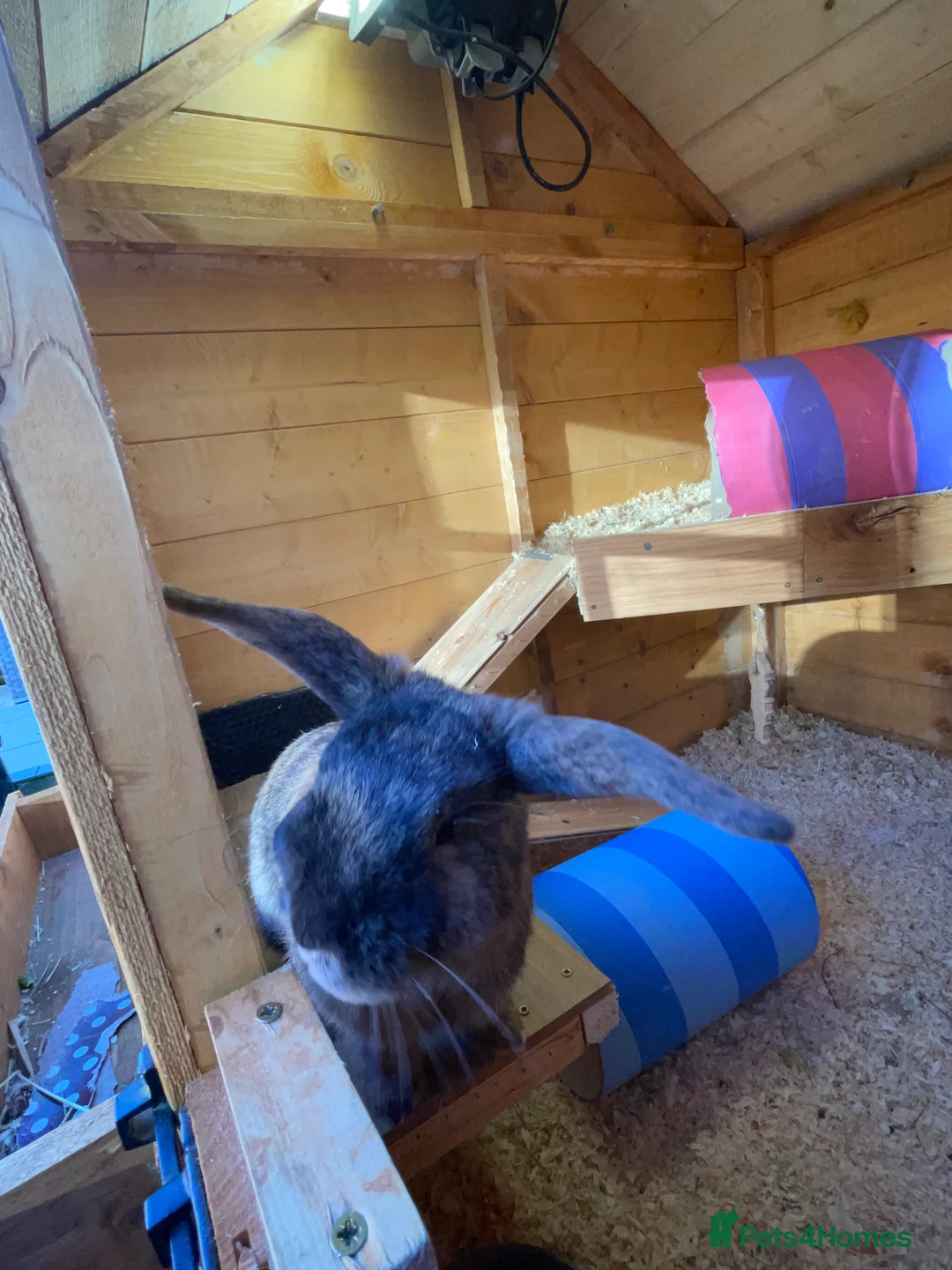 French Lop rabbits for sale: 2 indoor French lop boys to be homed separately  - Advert 8