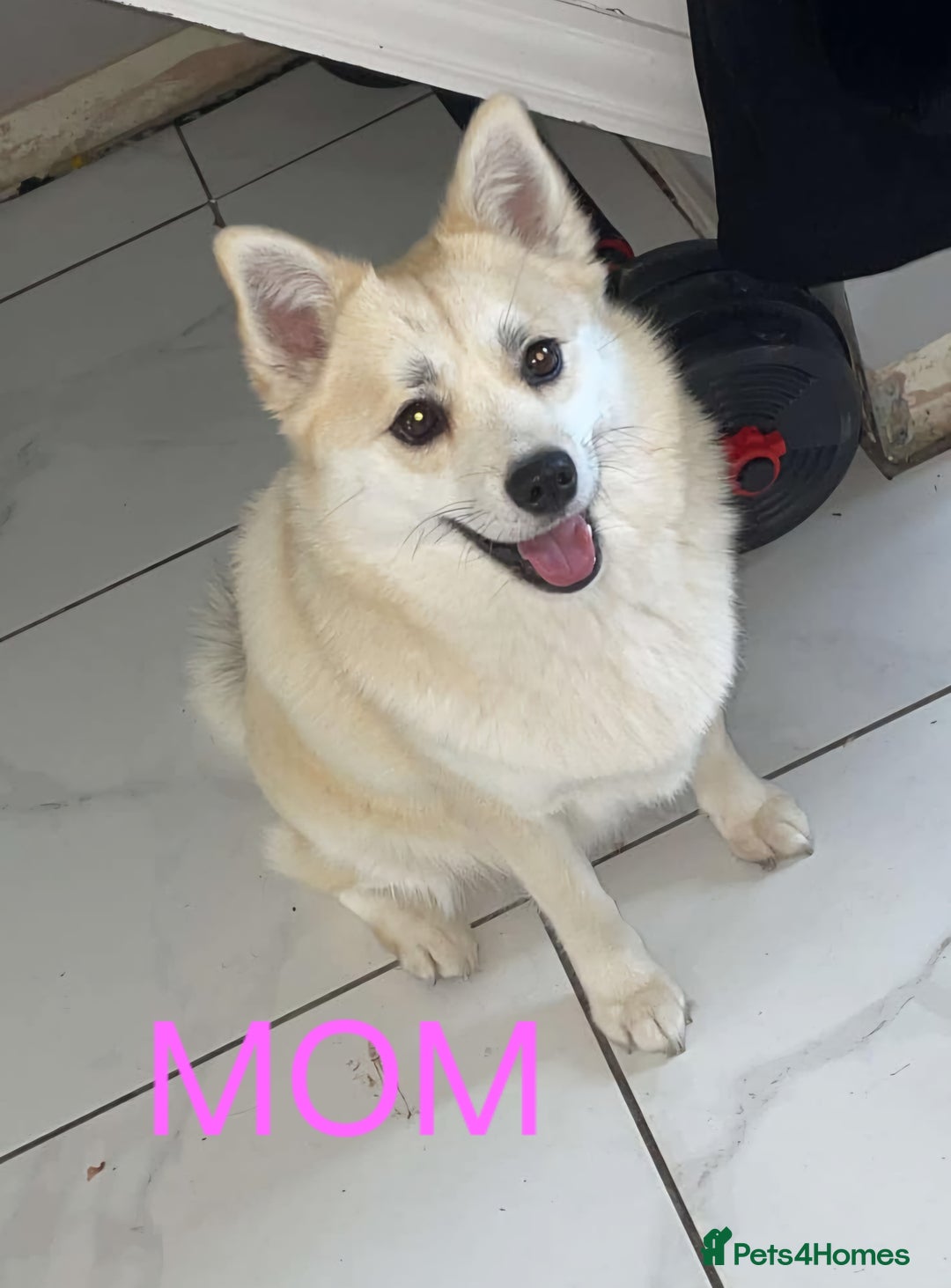 Mixed Breed dogs for sale: LAST 2 LITTLE GIRLS. COCKERANIANS.💥 - Advert 9