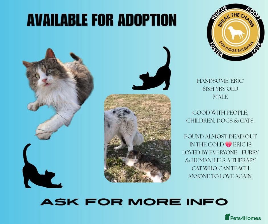 Mixed Breed cats for adoption: Eric, 6 yrs approx. Available for adoption. - Image 2