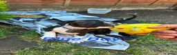 Staffordshire Bull Terrier dogs for sale: Staffordshire Bull Terrier Puppies – 1 Boy&4 Girls - Advert 2