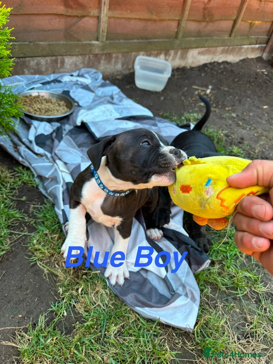 Staffordshire Bull Terrier dogs for sale: Staffordshire Bull Terrier Puppies – 1 Boy&4 Girls - Advert 2