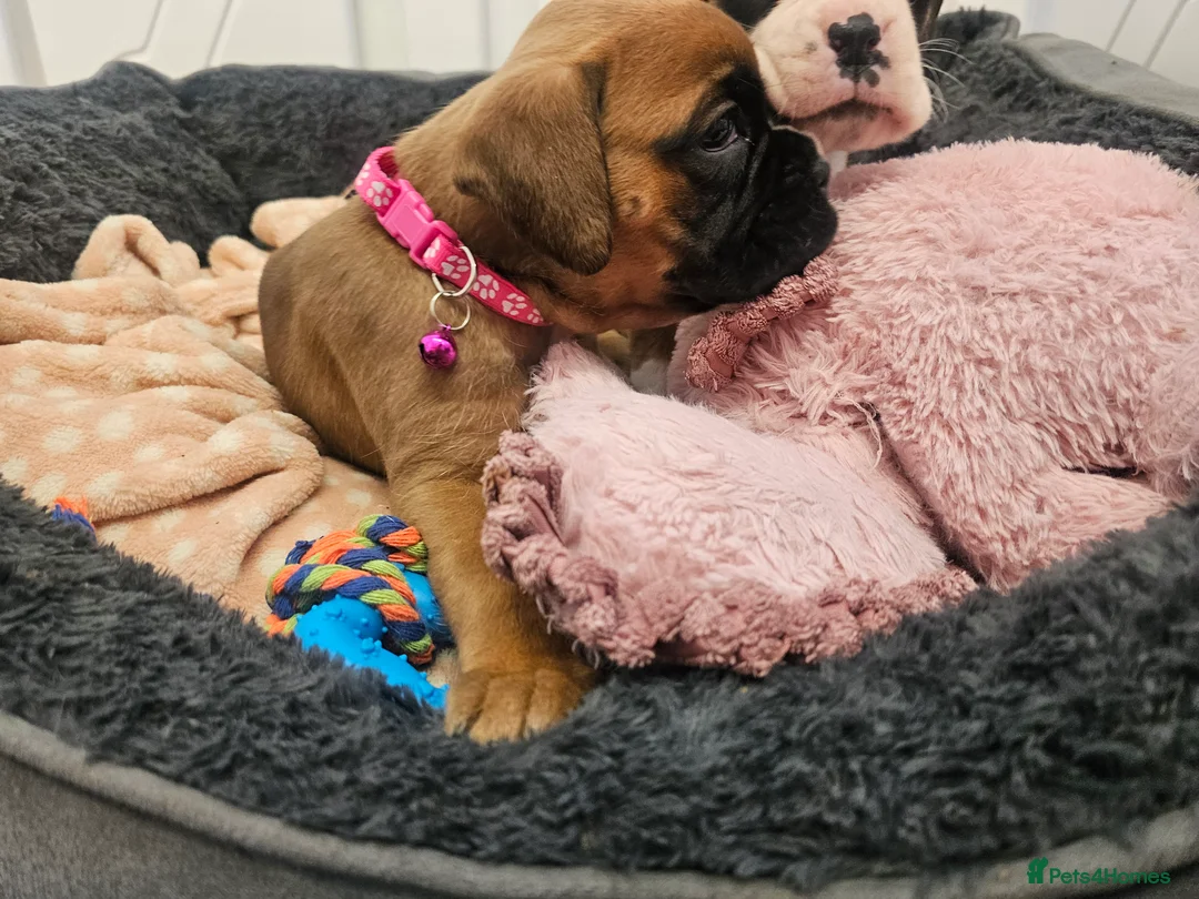Boxer dogs for sale: Beautiful KC Registered Boxer Puppies - Advert 17