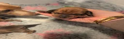 Miniature Dachshund dogs for sale: Beautiful Miniature Dachshund Puppies   - Advert 20