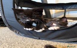 British Shorthair cats for sale: Kittens black and white  - Image 3