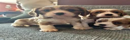 Cavalier King Charles Spaniel dogs for sale: KC Reg Cavalier Pups  - Advert 2