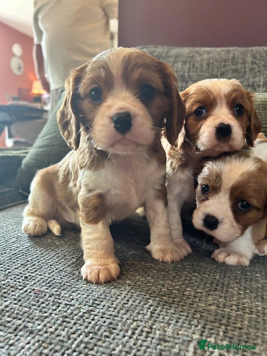 Cavalier King Charles Spaniel dogs for sale: KC Reg Cavalier Pups  - Advert 2
