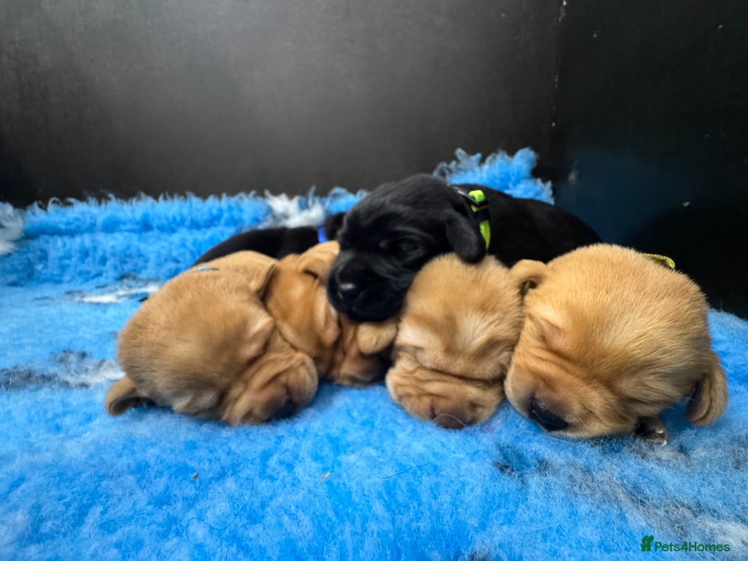 Labrador Retriever dogs for sale: Kennel Club Registered Labrador puppies  - Image 9