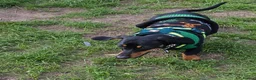 Miniature Dachshund dogs for sale: Little Man - Advert 3