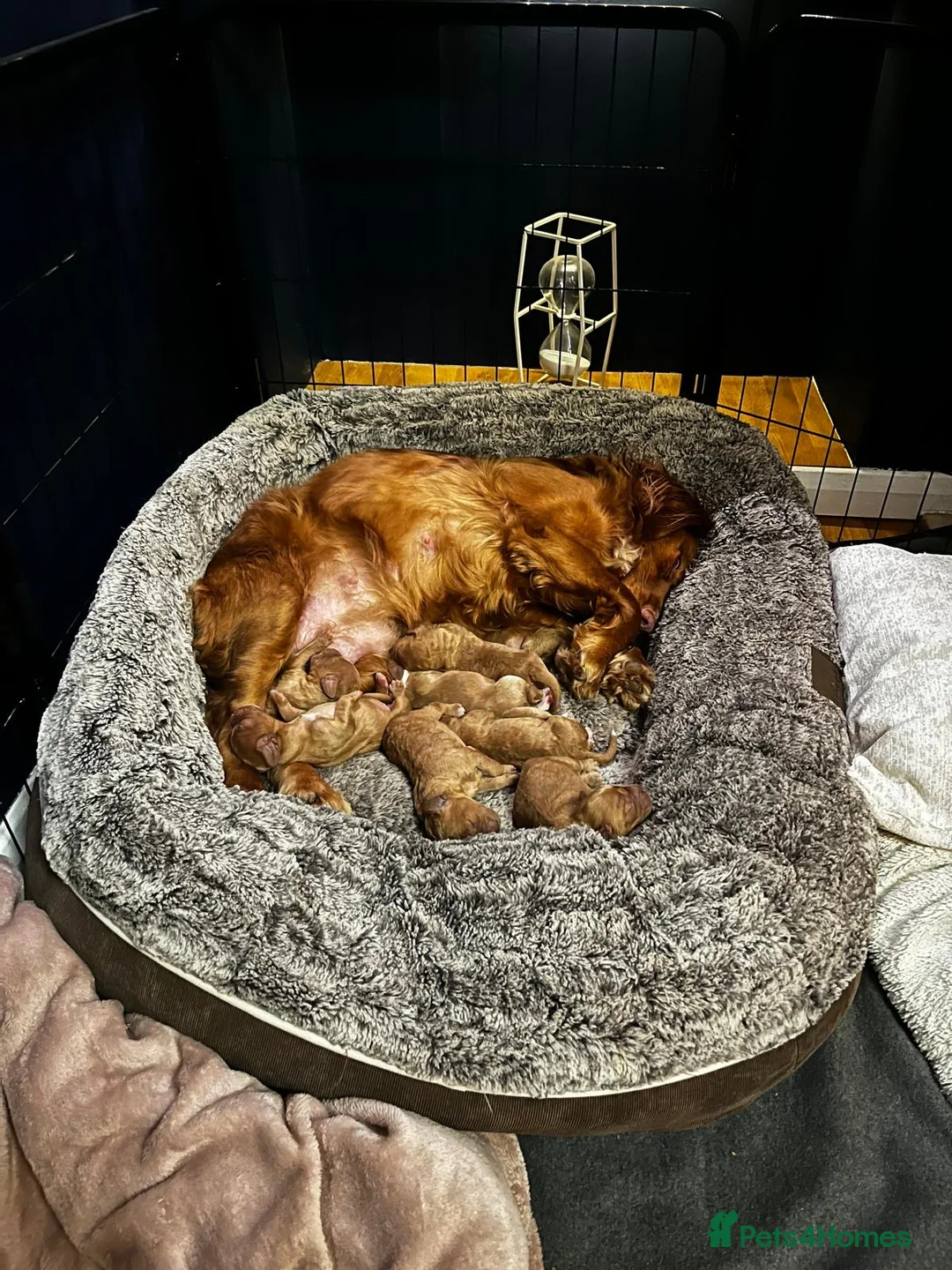 Cockapoo dogs for sale: Cockapoo puppies - Advert 6