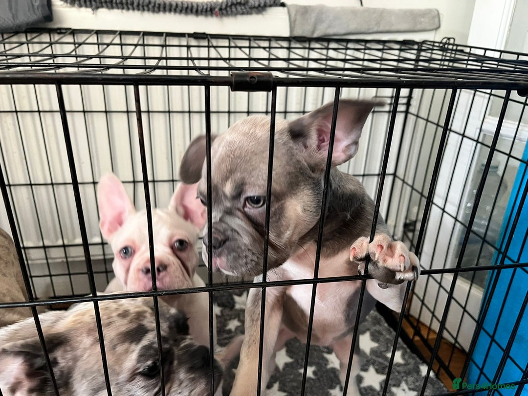 French Bulldog dogs for sale: DESTINY, TRINITY AND MYSTERY - Advert 5