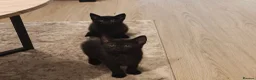 Mixed Breed cats for sale: Bengal Marble & American Shorthair  - Advert 9