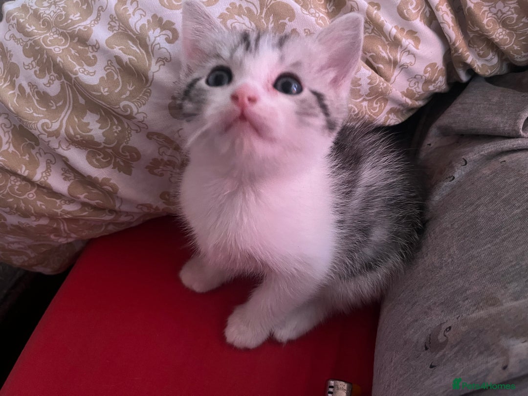 Ragdoll cats for sale: Ragdoll x tabby kittens - Image 2