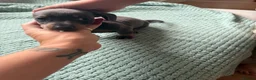 Miniature Dachshund dogs for sale: 3 miniature daschund puppies girls - Advert 11