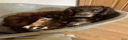 Cocker Spaniel dogs for sale: Beautiful working cocker spaniels  - Advert 2