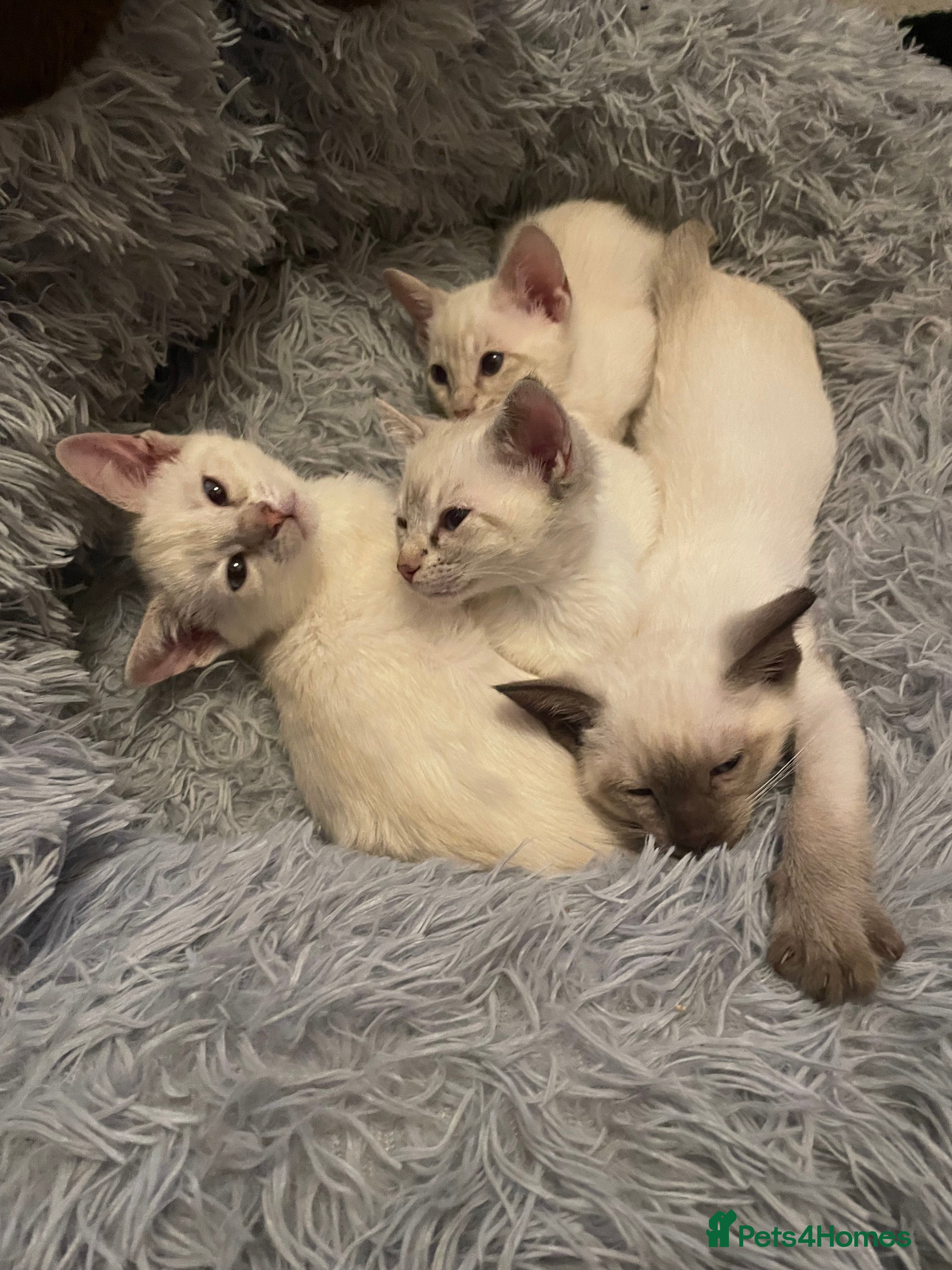 Bengal cats ABSOLUTELY BEAUTIFUL KITTENS 🐈‍⬛ XX - Advert 7