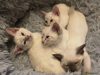 Bengal cats ABSOLUTELY BEAUTIFUL KITTENS 🐈⬛ XX - Advert 6